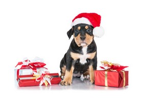 Cadeau de noel pour chihuahua