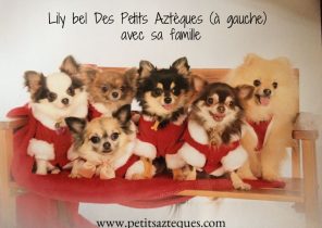 Chiot cadeau de noel