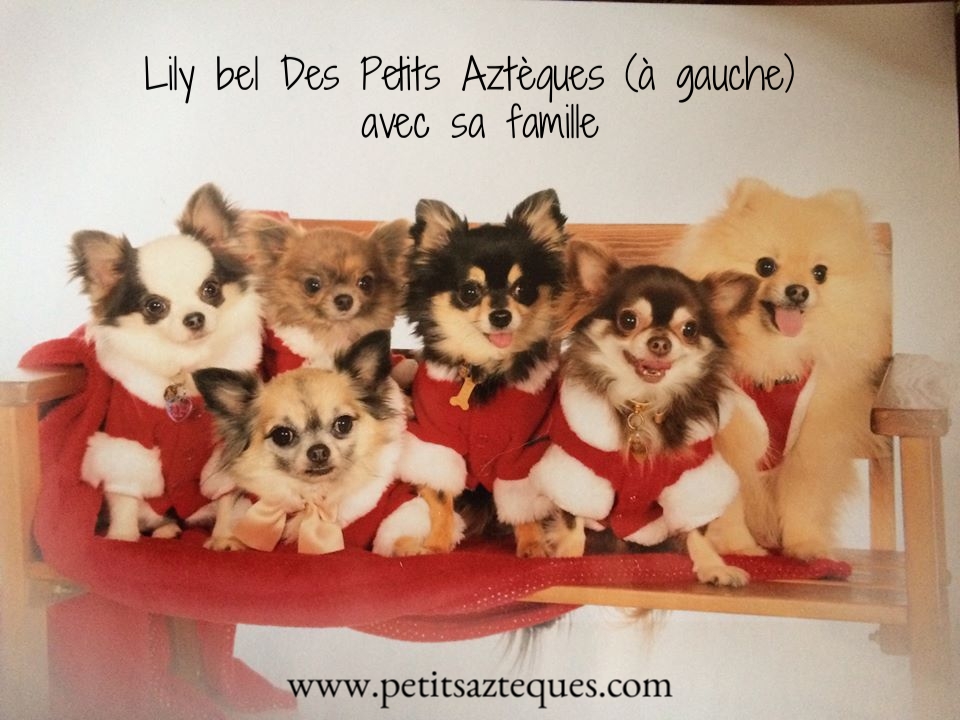Chiot cadeau de noel