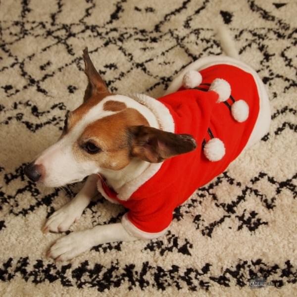 Cadeau de noel pour chihuahua
