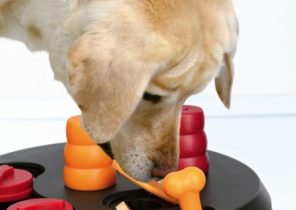 Cadeau de noel pour son chien