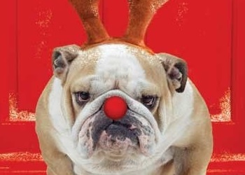 Idee cadeau noel chien