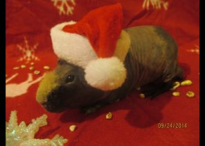 Cadeau de noel pour cochon d&rsquo;inde