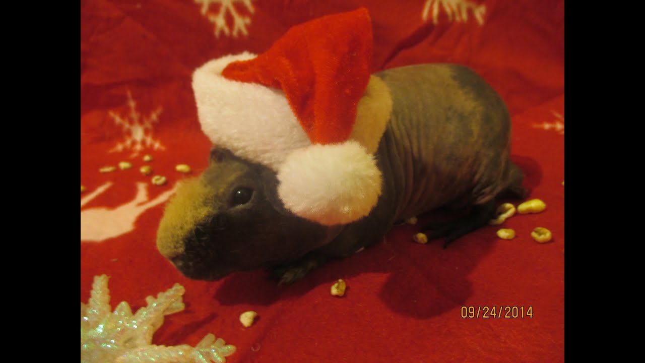 Cadeau de noel pour cochon d'inde