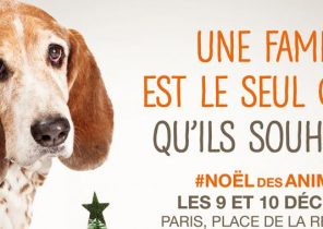 Un cadeau de noël pour le refuge