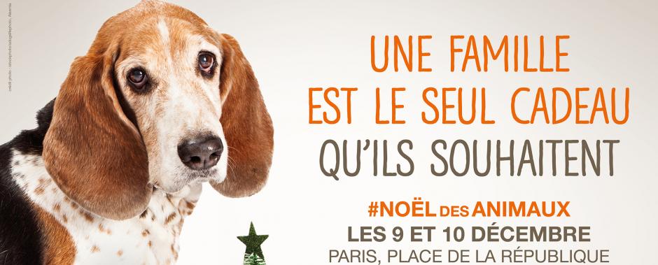 Un cadeau de noël pour le refuge
