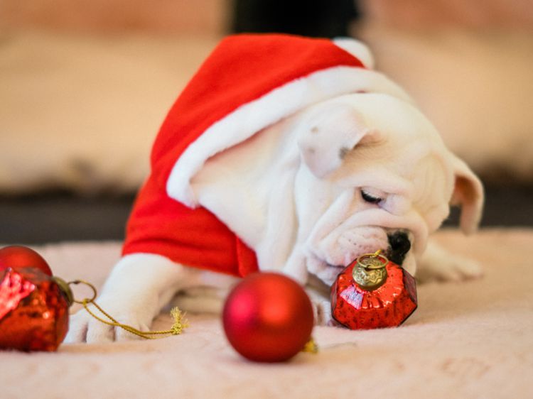 Chien cadeau noël