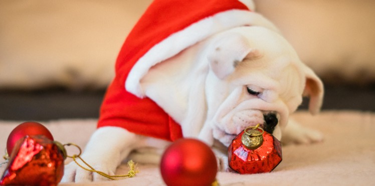 Idee cadeau noel pour chien