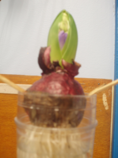 Jacinthe cadeau de noel maternelle