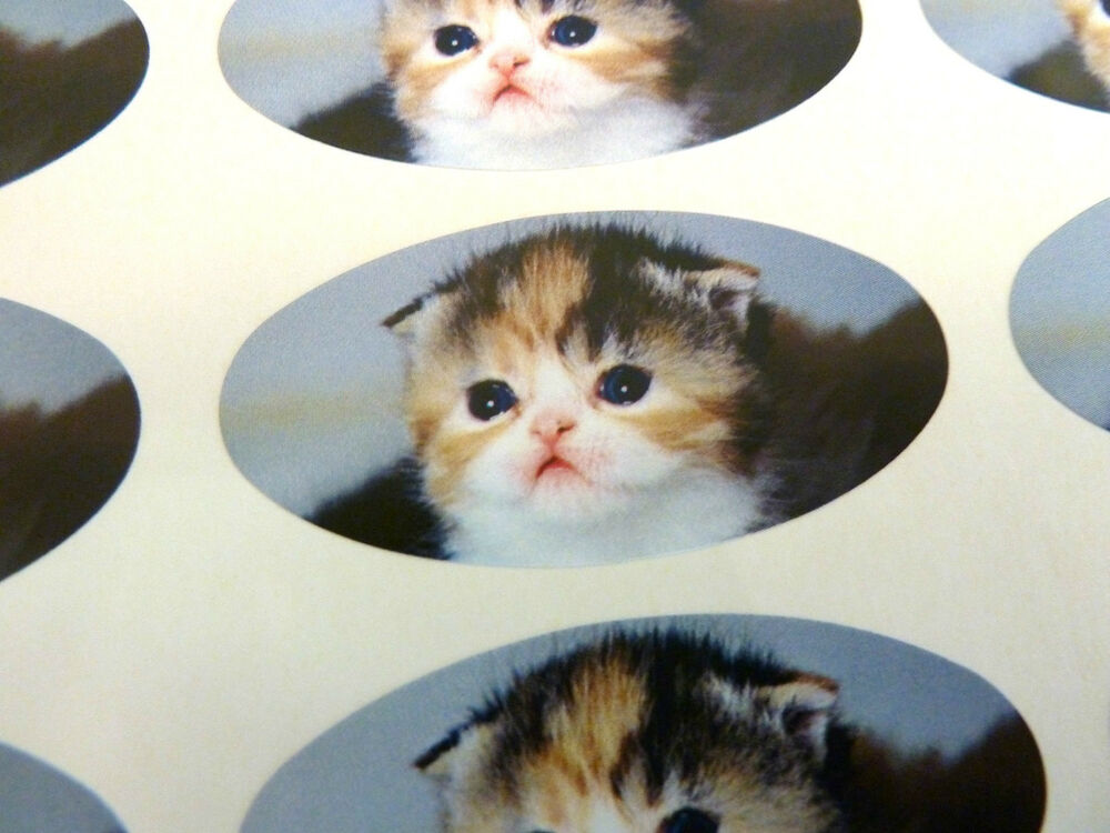 Etiquette cadeau noel chaton
