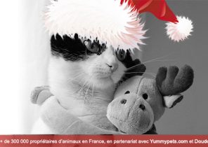 Idée cadeau chat noel