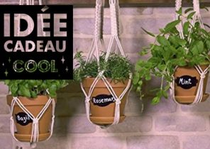 Plante cadeau noel