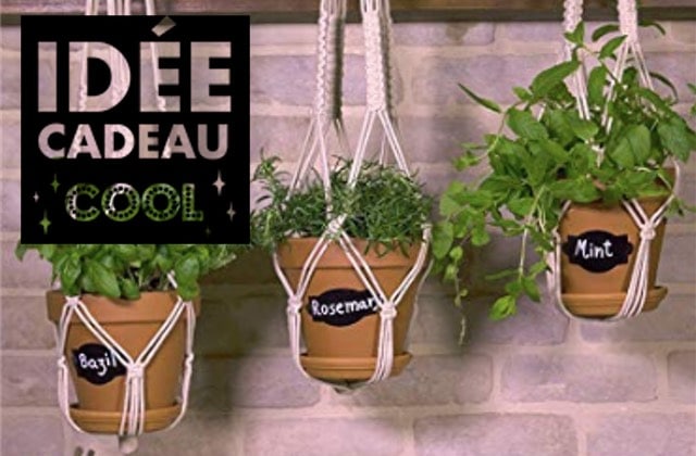 Plante cadeau noel
