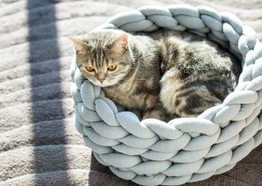 Cadeau de noel a fabriquer pour chat
