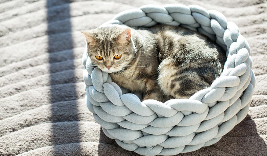 Cadeau de noel a fabriquer pour chat