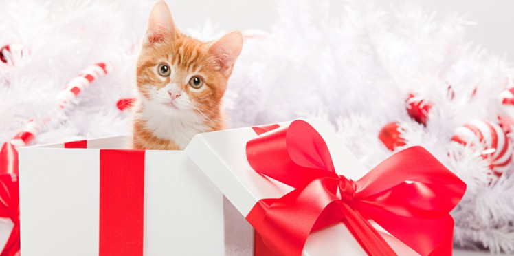 Un animal n'est pas un cadeau de noel